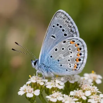 Western Pygmy Blue