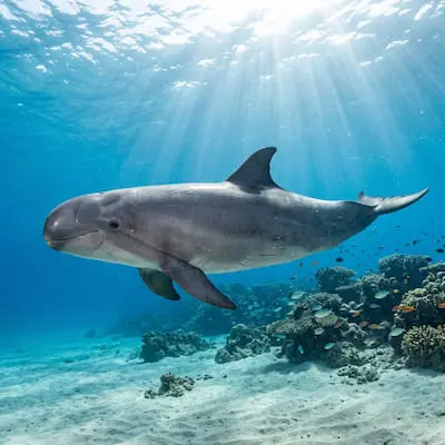 Wholphin
