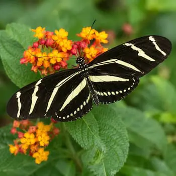 Zebra Longwing