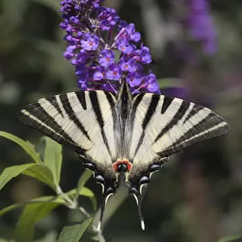 Zebra Swallowtail