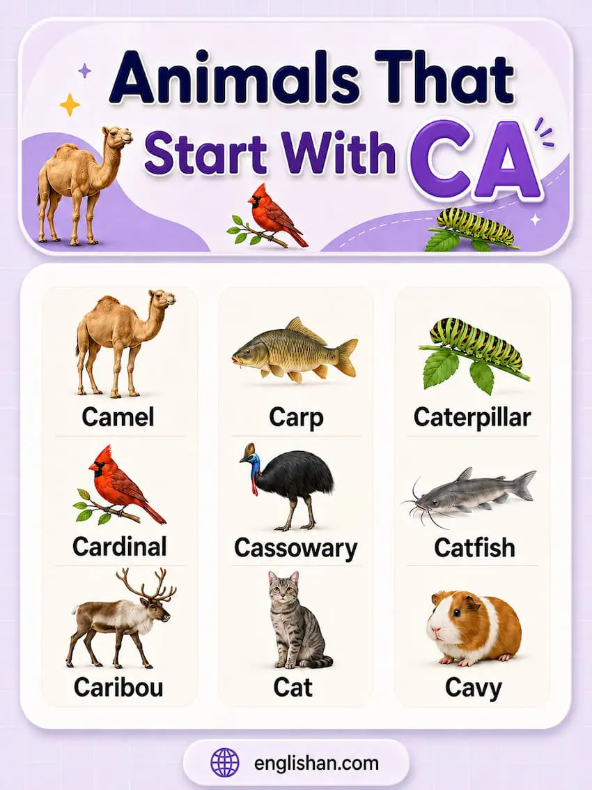Animals That Start with CA including camel, capybara, cassowary, caribou, cardinal, caracal, catfish, canary, caiman, and cape buffalo with identifying traits for each species.