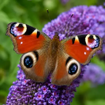 peacock butterfly