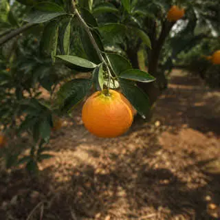 Nagpur Orange
