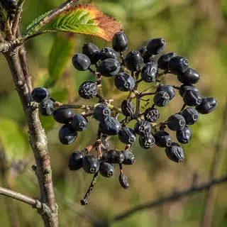 Nannyberry