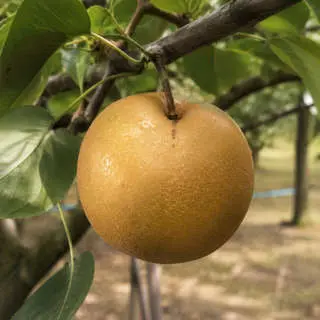 Nashi Pear