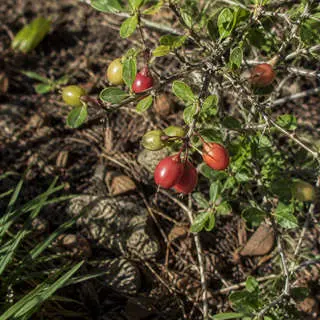 Natal Plum