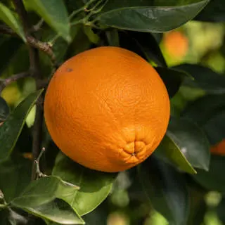 Navel Orange