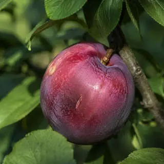 Nectaplum