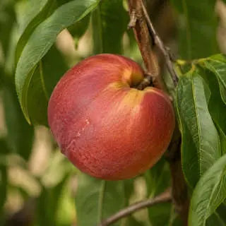 Nectarine