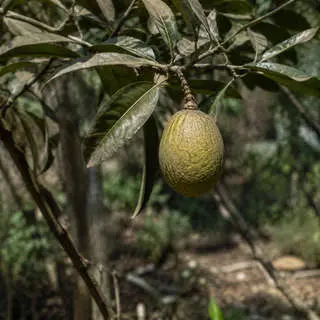 Nepali Hog Plum
