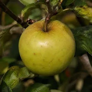Newtown Pippin Apple