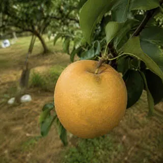 Niitaka Pear