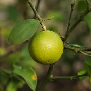 Nimbu