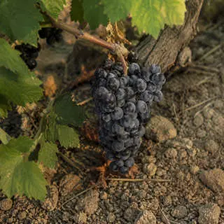 Nocera Grape