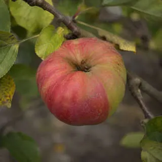 Northern Spy Apple