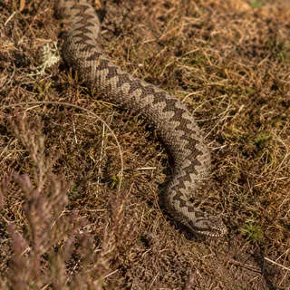 Adder