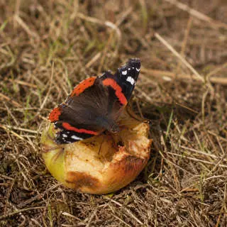 Admiral Butterfly