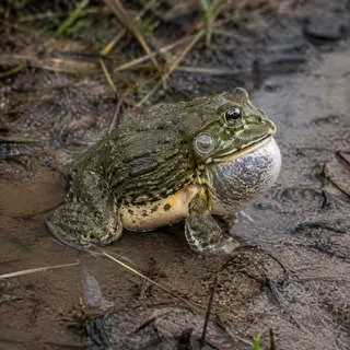 African Bullfrog