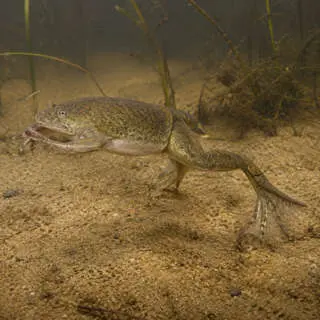 African Clawed Frog