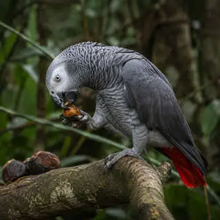 African Grey Parrot