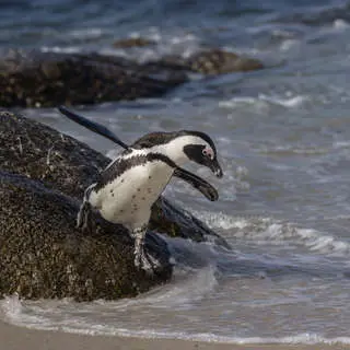 African Penguin