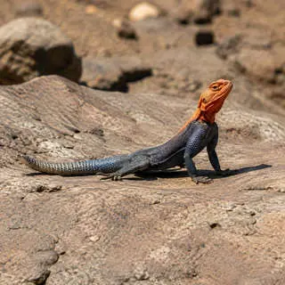 Agama