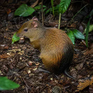 Agouti