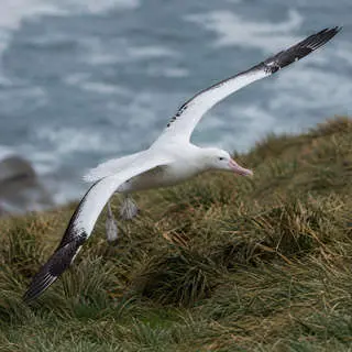 Albatross