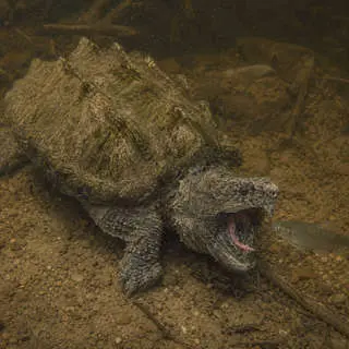 Alligator Snapping Turtle