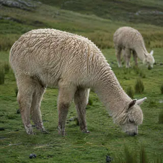 Alpaca