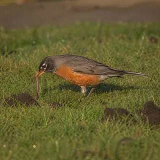 American Robin