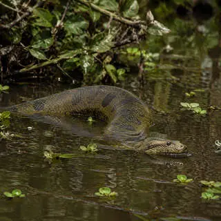Anaconda