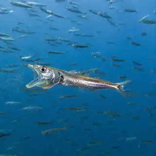 Anchovy