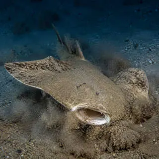 Angel Shark