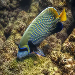 Angelfish
