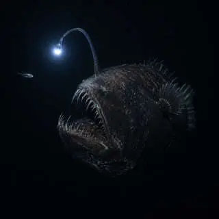 Anglerfish