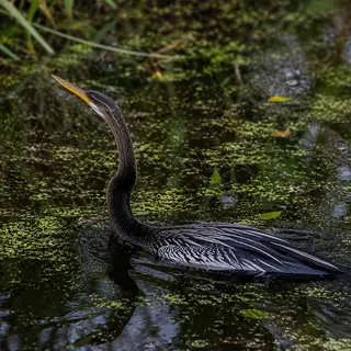 Anhinga