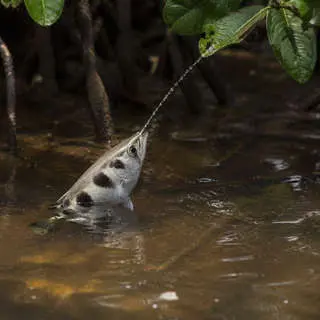 Archerfish