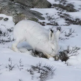 Arctic Hare