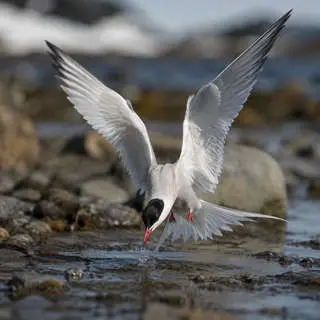 Arctic Tern