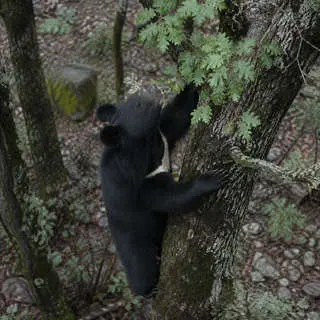 Asiatic Black Bear