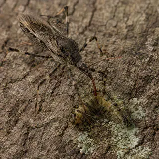 Assassin Bug