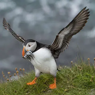 Atlantic Puffin