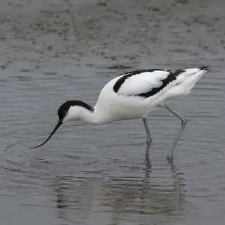 Avocet