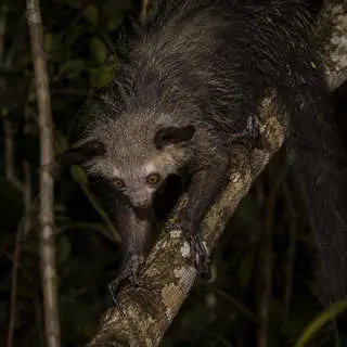 Aye Aye