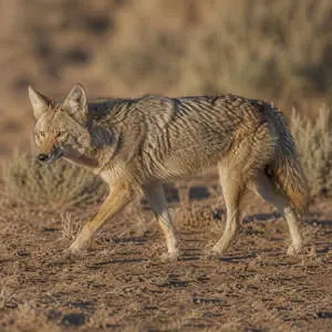 Coyote