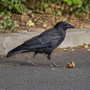 Crow