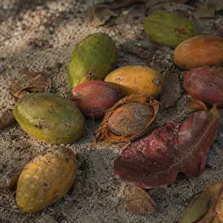 Indian Almond