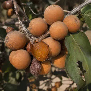 Indian Cherry