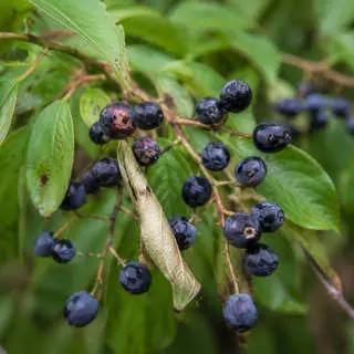 Indian Plum